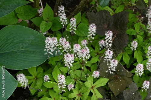 Foam flower (Tiarella) flowers. Saxifragaceae perennial plants.Many pale pink florets bloom in racemes from March to April. photo