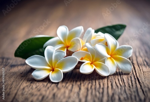  flowers background wood Frangipani Border Flower Hawaiian Hawaii Plumeria Welcome Tropical Spa Frame Bali Lei Perfume Tahiti Wallpaper Pattern Design Nature Love Floral Beauty Garden 