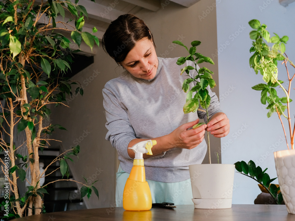 Woman taking care of home garden and plant. Woman taking care of home garden and plant.