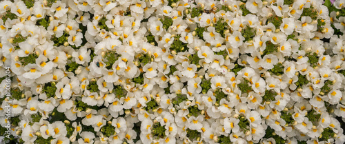 Nemesia Nesia White flower in full screen  photo