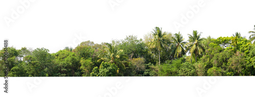tree line lush green forest with palm trees and a white background © lovelyday12