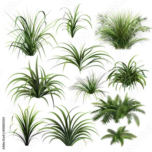 tropical vegetation grass 