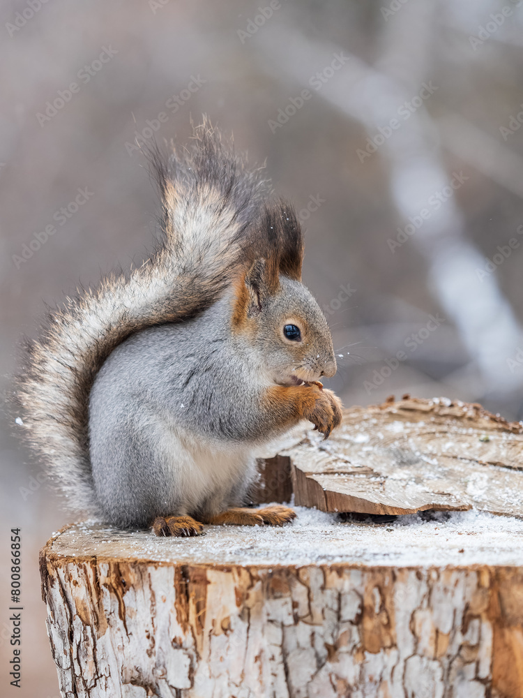 Fototapeta premium A squirrel sits on a stump and eats nuts in autumn.