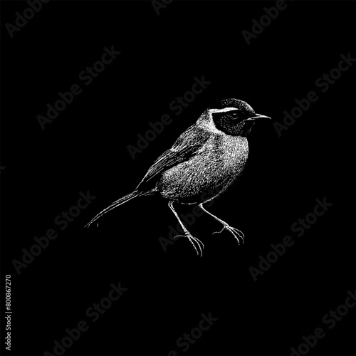 Yellowthroat hand drawing vector isolated on black background.