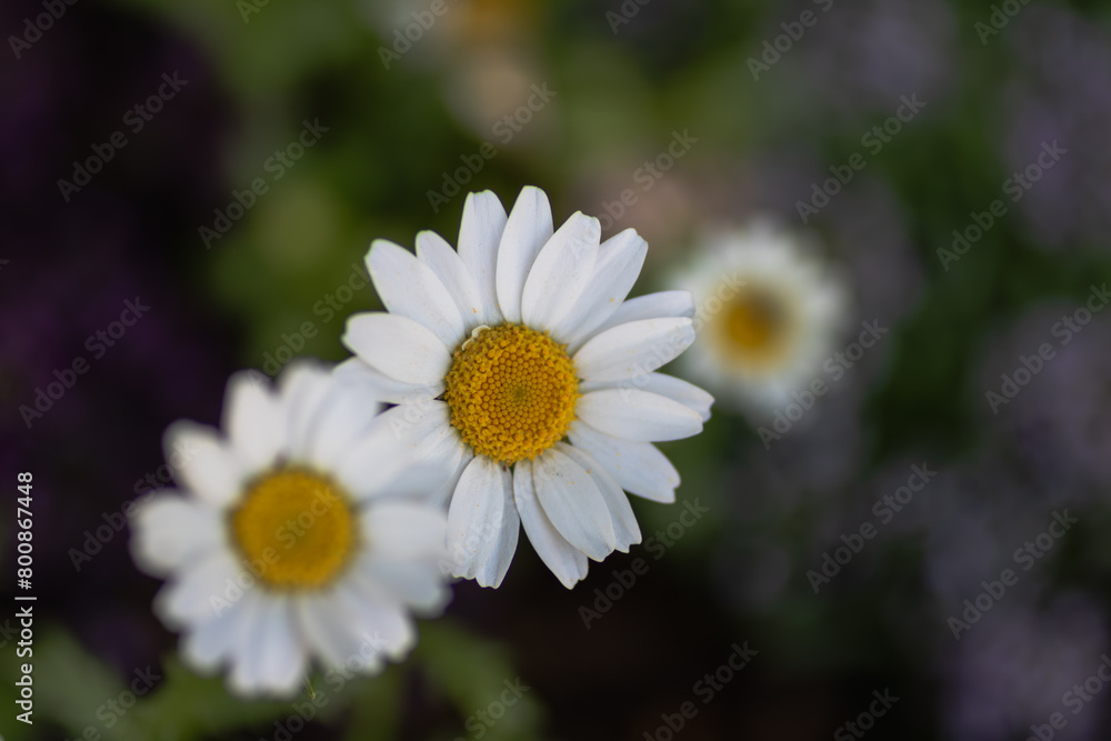 Obraz premium カモミールの花 