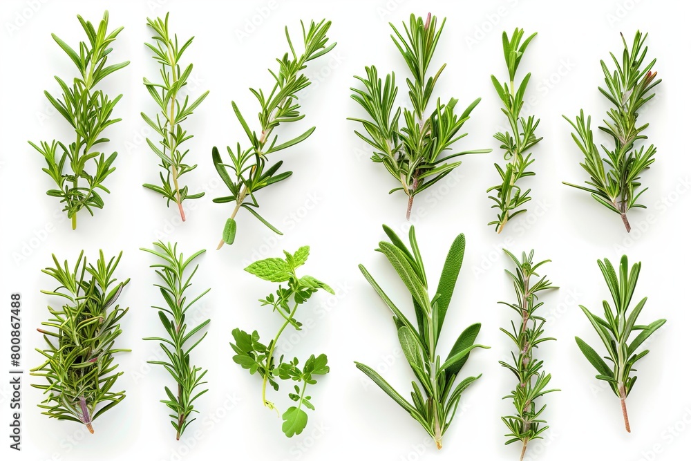 Fototapeta premium Fresh rosemary on white background