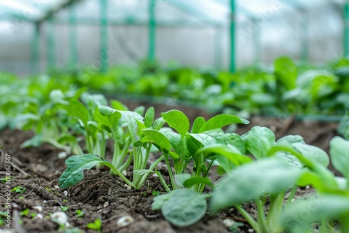 Fresh spring vegetable cultivated in glasshouse on Devon farm