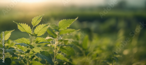 Close-up of fresh nettle leaves in green foliage background at sunrise. Side view of stinging nettle bush in the open. Medicinal plants background perfect for banner with copy space. 