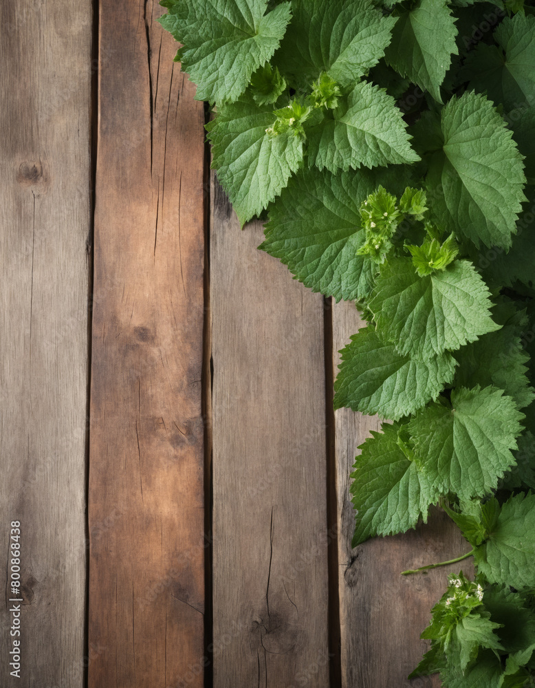 Close-up of fresh nettle leaves on a wooden table top. Top view of nettle bush. Medicinal plant for product presentation background, display, mock-up with space for text.
Close-up of fresh nettle leaves on a wooden table top. Top view of nettle bush. Medicinal plant for product presentation background, display, mock-up with space for text.