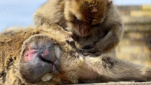 Barbary ape cleaning his friend with his butt toward camera