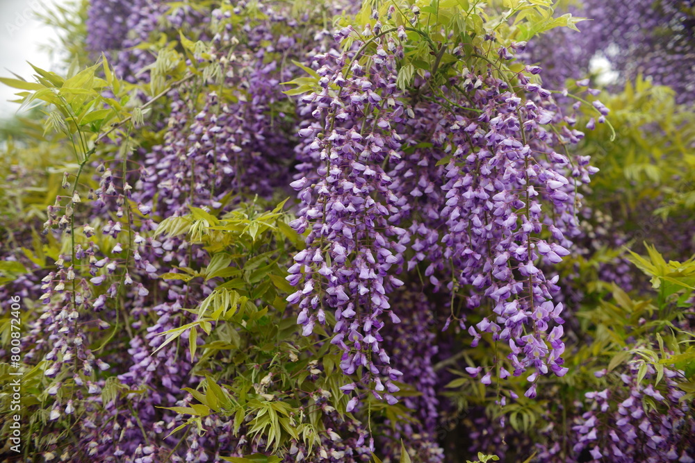 Obraz premium Wisteria is known for its flowers that hang down