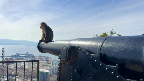 The last barbary macaque looking at you from his cannon in Gibraltar