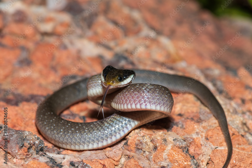 A beautiful red-lipped herald snake (Crotaphopeltis hotamboeia), also called a herald snake, displaying its signature defensiveness 