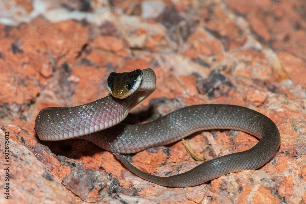 Obraz premium A beautiful red-lipped herald snake (Crotaphopeltis hotamboeia), also called a herald snake, displaying its signature defensiveness 