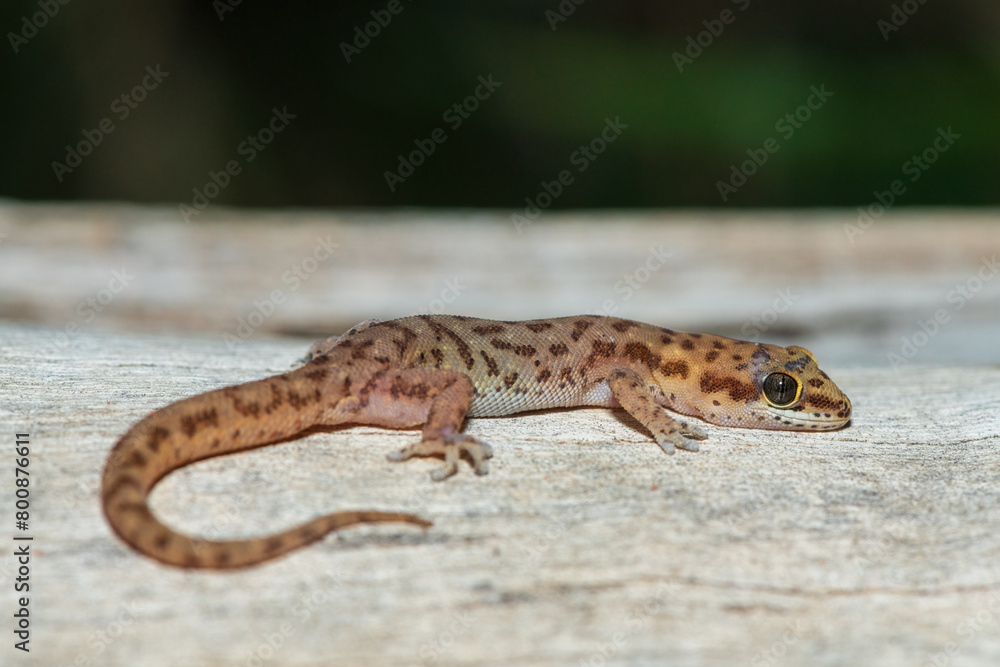 A beautiful pointed thick-toed gecko (Pachydactylus punctatus) on a fallen tree in the wild in Zambia A beautiful pointed thick-toed gecko (Pachydactylus punctatus) on a fallen tree in the wild in Zambia