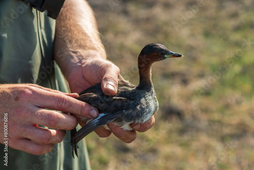 A cute little grebe (Tachybaptus ruficollis) being ringed for research on water birds photo