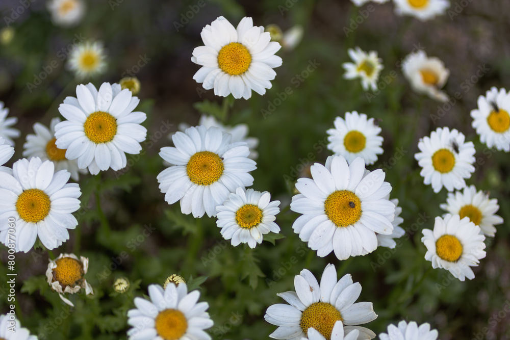 カモミールの花 カモミールの花