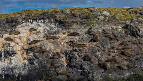 Many sea lions are resting on the slope of a rocky islet in the Beagle Channel. Cormorants are sitting on cliffs. Clouds in the blue sky. Isla de los lobos. Argentina. Tierra del Fuego Archipelago.