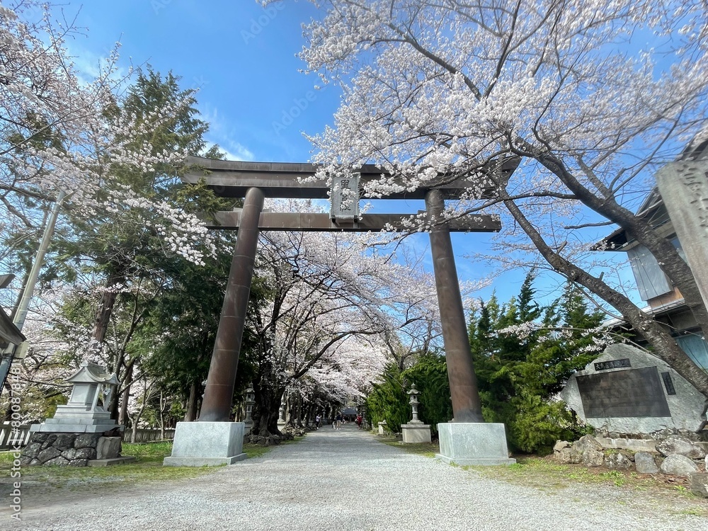 The cherry blossoms are in full bloom The cherry blossoms are in full bloom