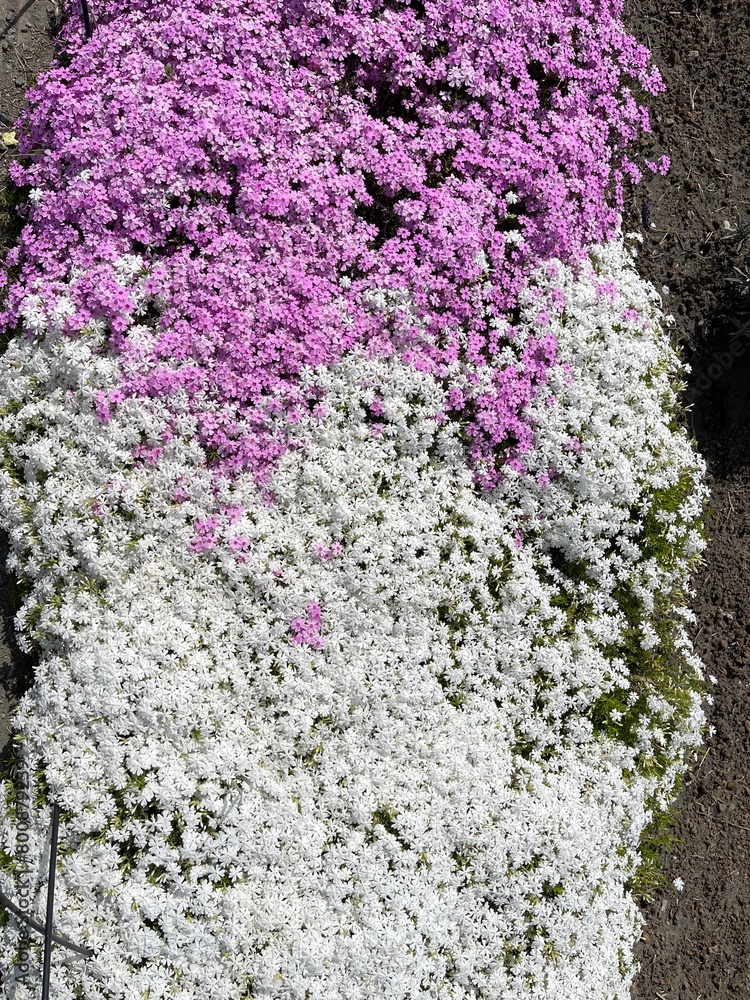 This park is famous for its beautiful flowers blooming in the spring This park is famous for its beautiful flowers blooming in the spring