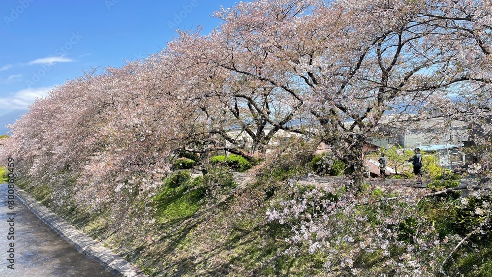 The cherry trees are blossoming The cherry trees are blossoming