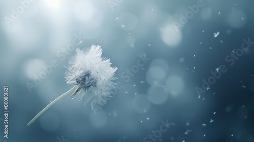 A captivating image of a delicate white dandelion seed, floating on the breeze, symbolizing the fragility and resilience of the albinism community on International Albinism Awareness Day.