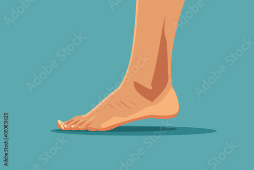a simple flat illustration of an Ankle, vector graphics