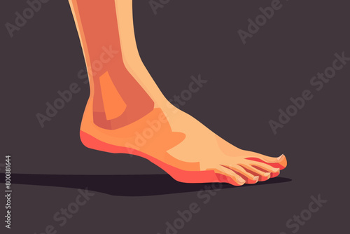 a simple flat illustration of an Ankle, vector graphics