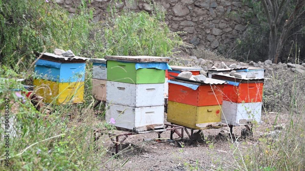 Wooden beehives with tall grass and trees around them Wooden beehives with tall grass and trees around them