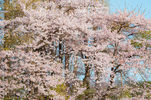 Beautiful sakura flower (cherry blossom) in spring. sakura tree flower on blue sky.  © Hide_Studio