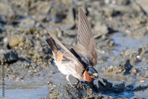 Cliff swallow collecting mud photo