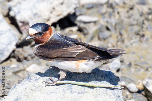 Cliff swallow collecting mud