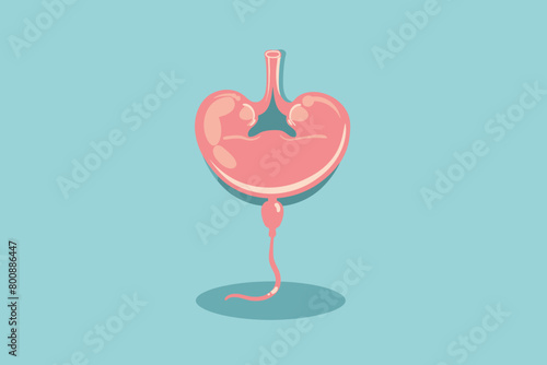 a simple flat illustration of an Bladder, vector graphics