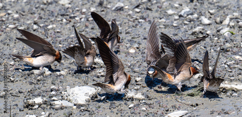 Photos Cliff swallow collecting mud
