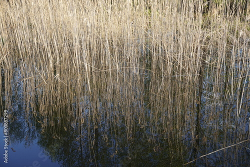 Reed thickets on the shore of the lake. Reflection in water.