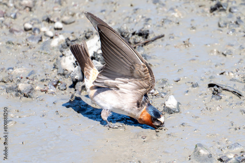 Cliff swallow collecting mud