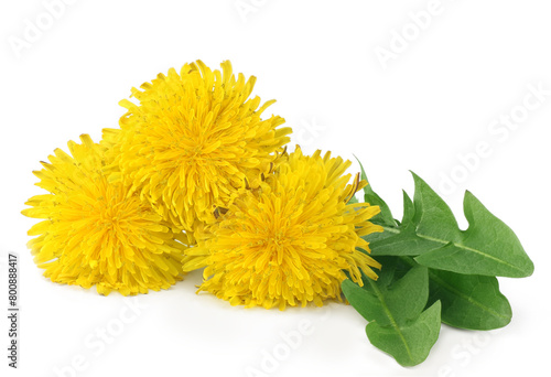 Dandelion flowers isolated on a white background