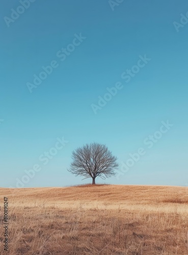 Lonely Tree in a Field photo