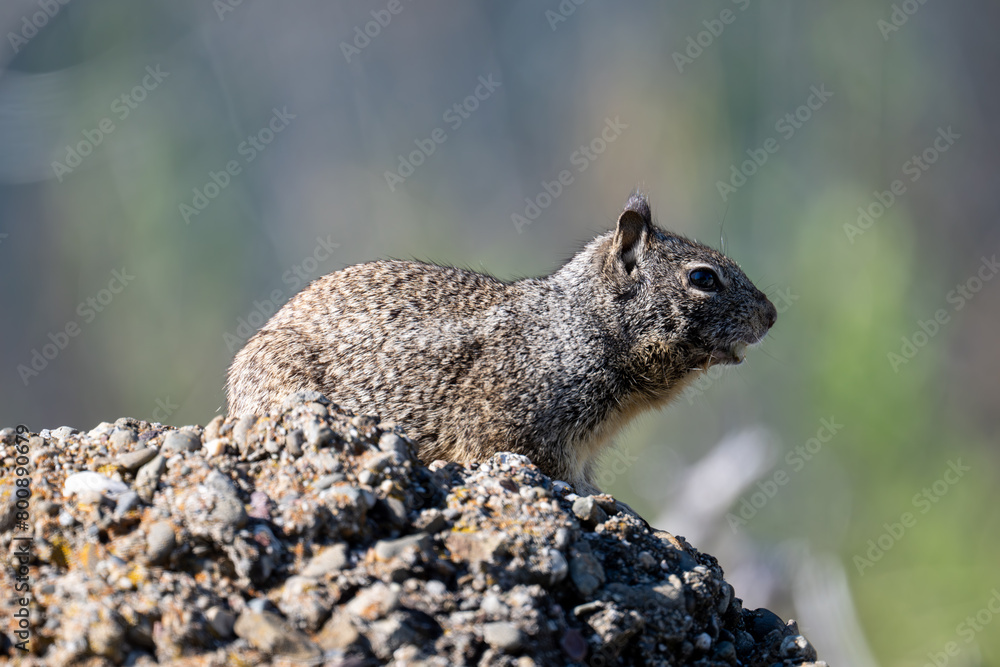 Naklejka premium squirrel on rock