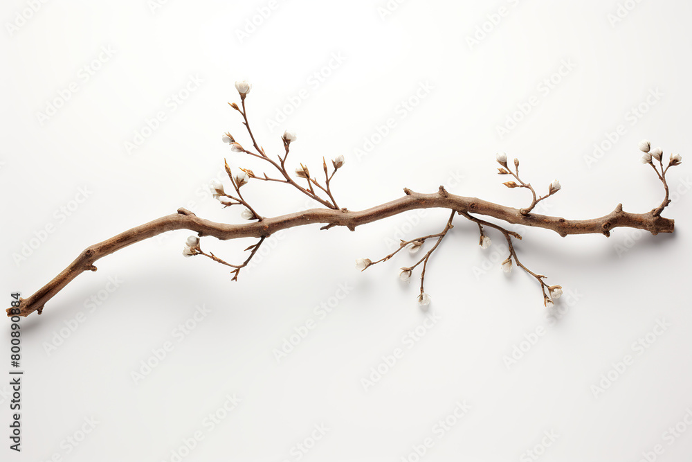 decorative twig on white background, decorative twig with leaves on white background 