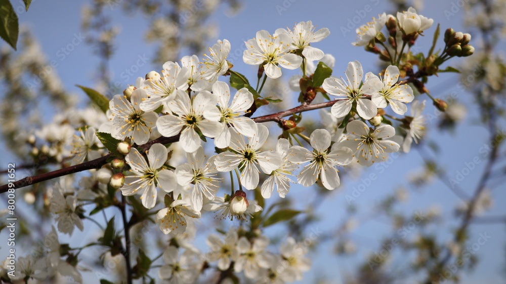 Spring background. Flowers of the cherry blossoms on a spring day Spring background. Flowers of the cherry blossoms on a spring day