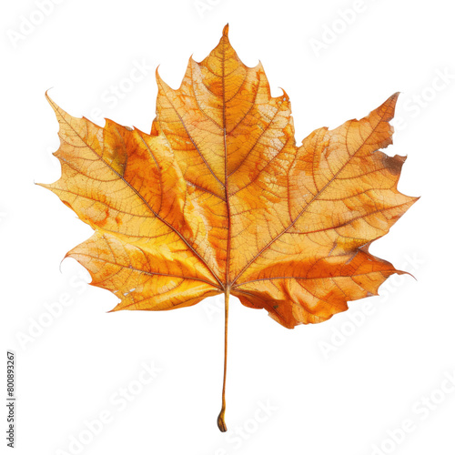 Autumn leaf isolated on transparent background