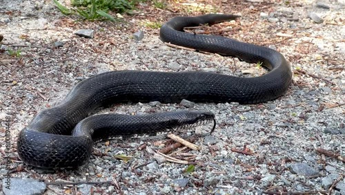 Black Rat Snake near Boone NC photo