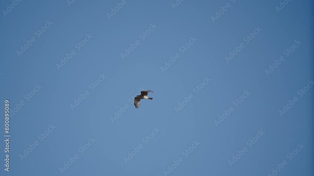 Wild Eagle flying majestically in a clear blue sky, searching for food. Wild Eagle flying majestically in a clear blue sky, searching for food.