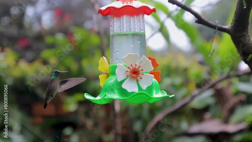 Close Up on a bird feeder with Hummingbird, garden background. photo