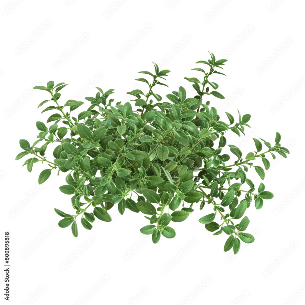 Fresh thyme isolated on transparent background Fresh thyme isolated on transparent background
