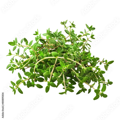 Fresh thyme isolated on transparent background