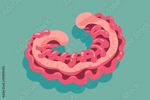 a simple flat illustration of an Intestines, vector graphics