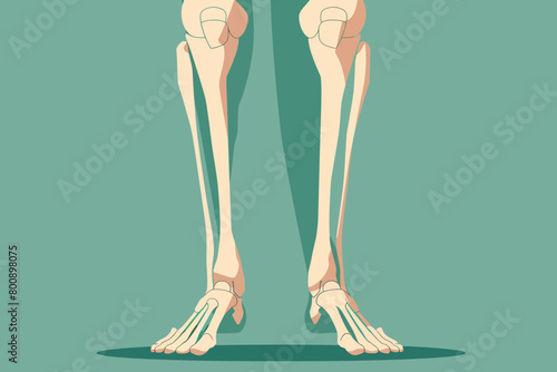 a simple flat illustration of an Knee, vector graphics