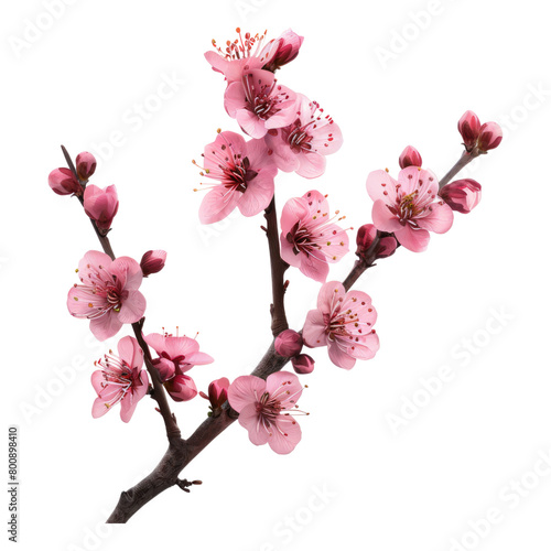 Plum flowers isolated on transparent background